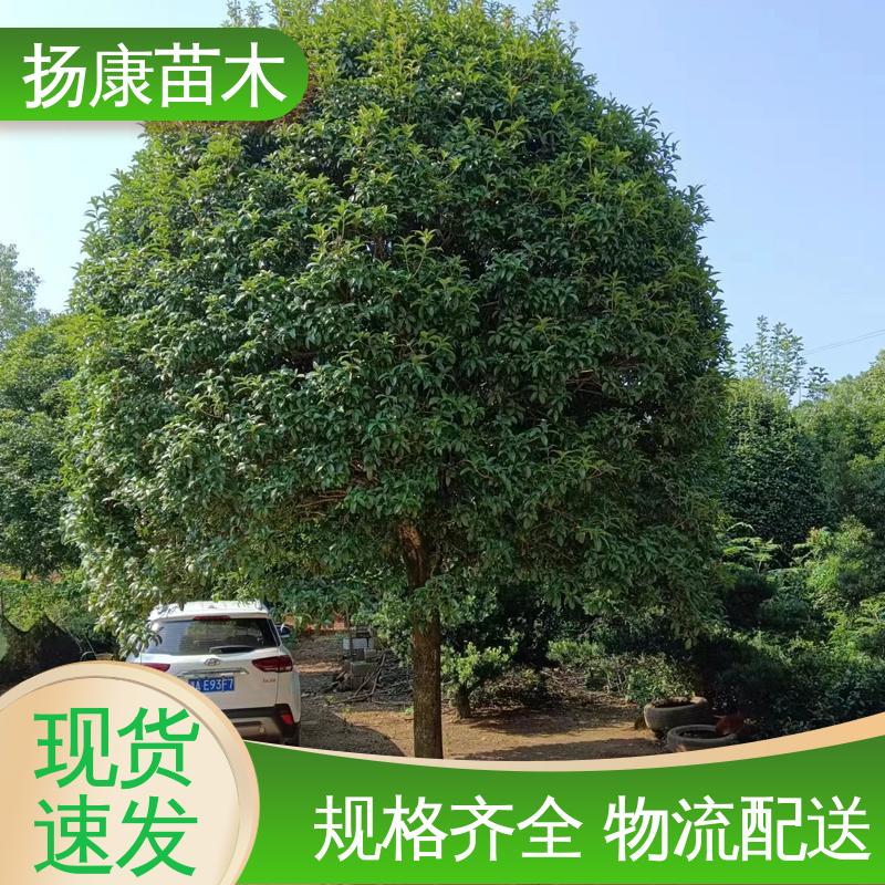 扬康苗木 丛虫桂花 园林绿化专用树 造型优美 易成活