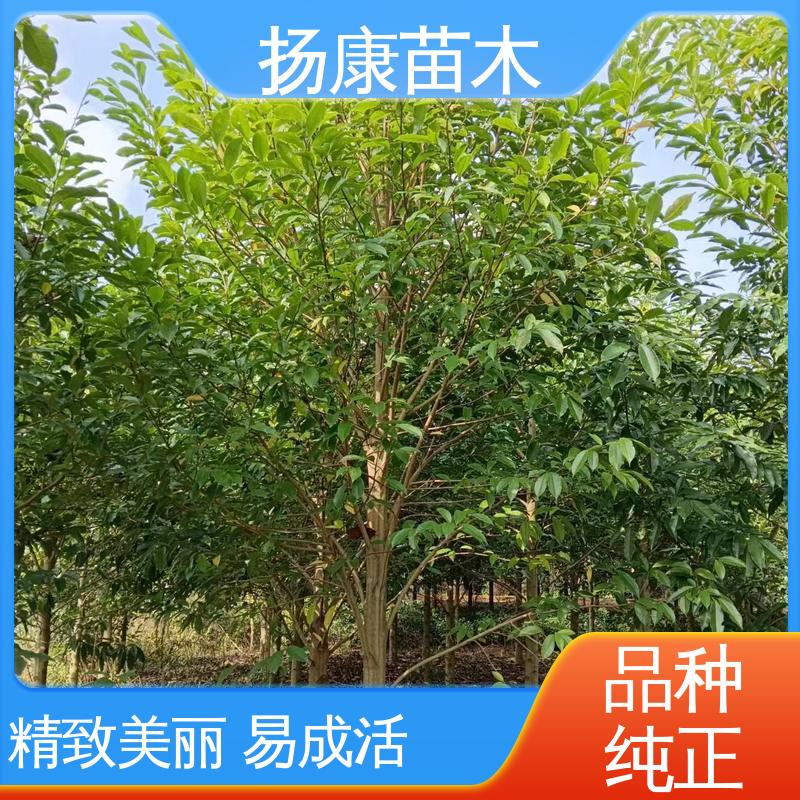 扬康苗木 20公分乐 昌合笑 城市景观绿化树 适用性强 规格齐全