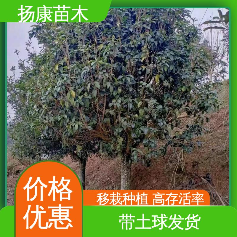 扬康苗木 基地供应 丛虫桂花 园林绿化工程设计 适用性强 规格齐全
