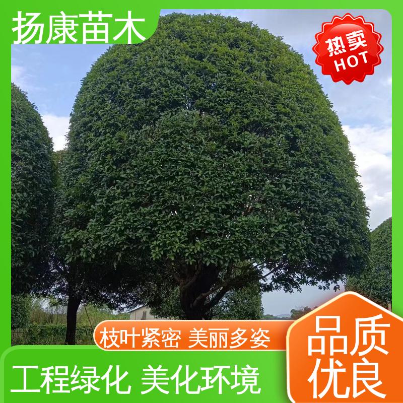 扬康苗木 基地供应 河 南桂花 园林绿化专用树 精致美丽 易成活