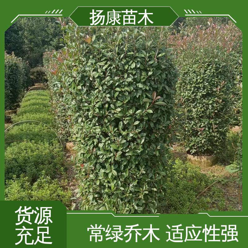 扬康苗木 小楠 园林庭院造景植物 精致美丽 易成活