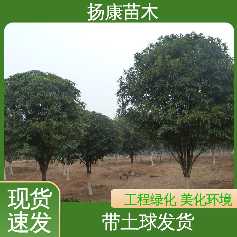 扬康苗木 基地供应 18公分丹桂 公园景区装饰露地盆栽 精致美丽 易成活