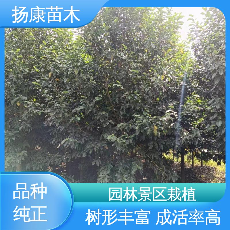 扬康苗木 18公分乐 昌含笑 庭院小区绿化造景树 高端大气美观
