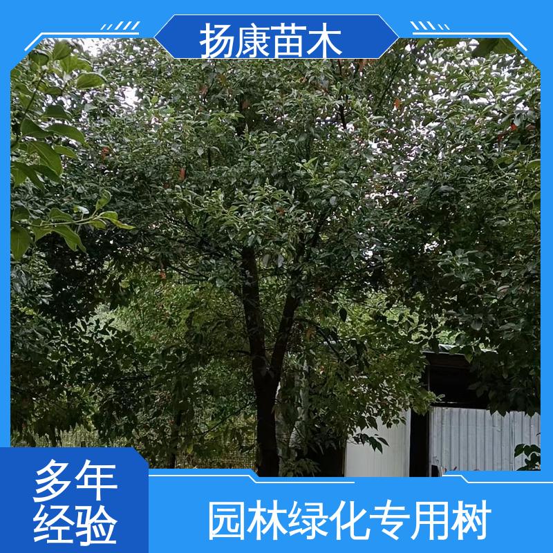 扬康苗木 精品乐 昌含笑 道路绿化行道苗 观赏价值高