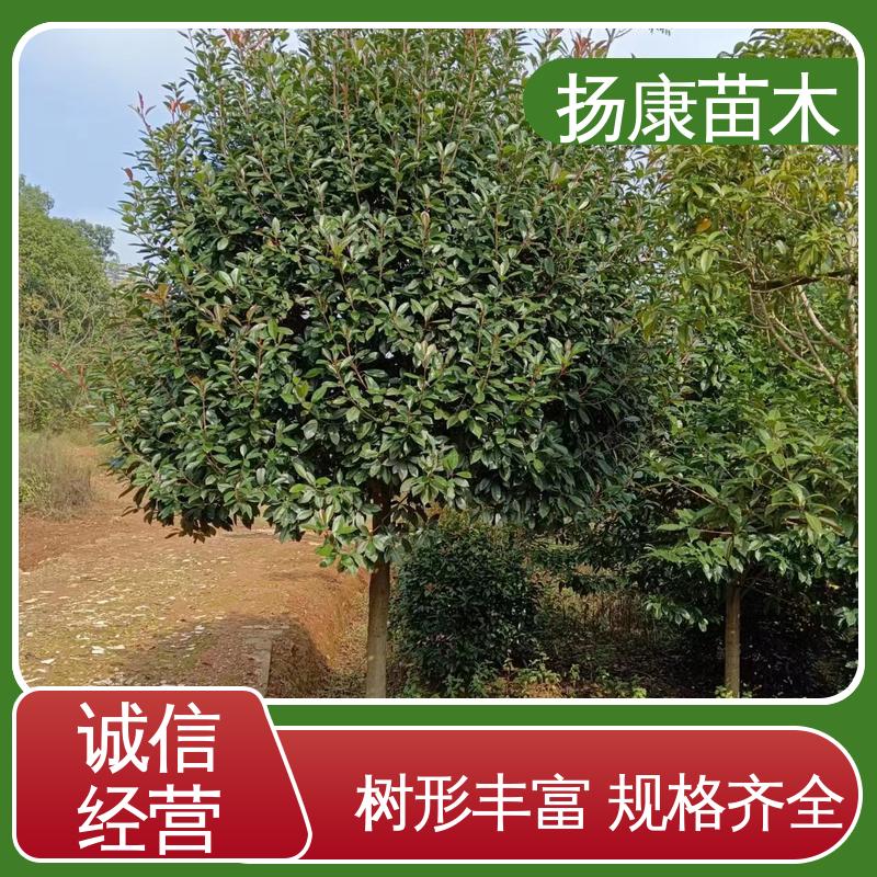 扬康苗木 红叶石楠树 园林绿化专用树 高成活率 规格齐全