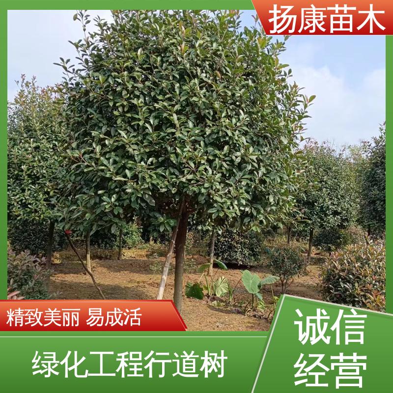扬康苗木 基地供应 纸石楠球 绿化工程改造苗 造型优美 易成活