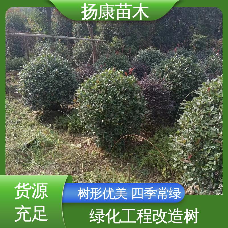扬康苗木 小楠 道路绿化行道苗 高成活率 规格齐全
