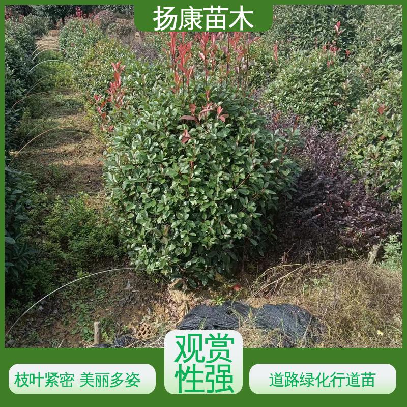 扬康苗木 红叶石楠球 绿化工程专用苗 树形丰富 成活率高