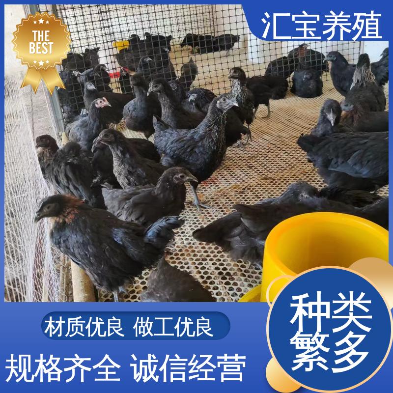  芦花鸡苗 火鸡 包回收包健康 喂养方法 观赏养殖 做种繁殖 