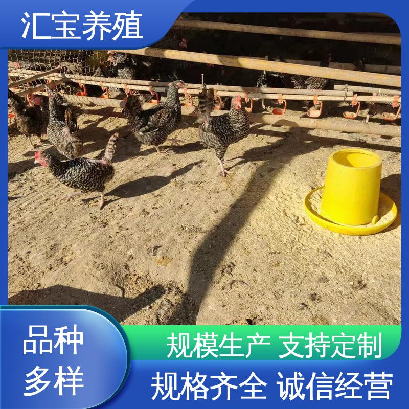 饲料五谷杂粮 包邮包运输 七彩山鸡苗 包回收包健康 