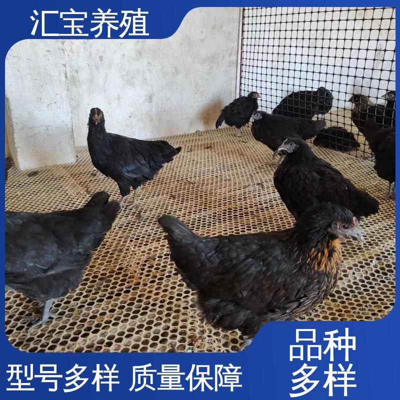 景区合作 孵化场 七彩山鸡苗 观赏养殖 做种繁殖 