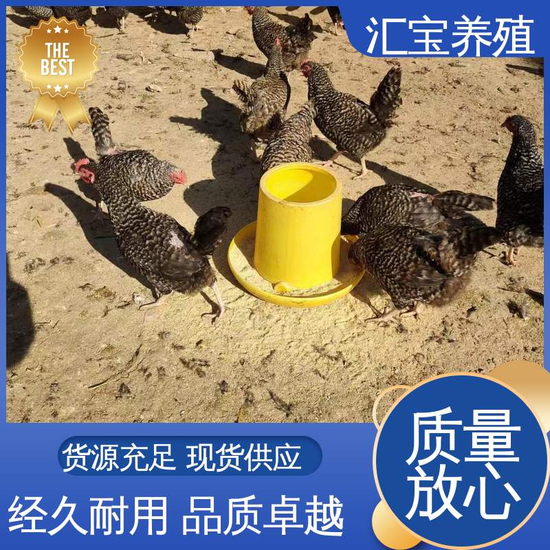 观赏养殖 做种繁殖 婆罗门鸡苗 景区合作 6个月产蛋出栏 