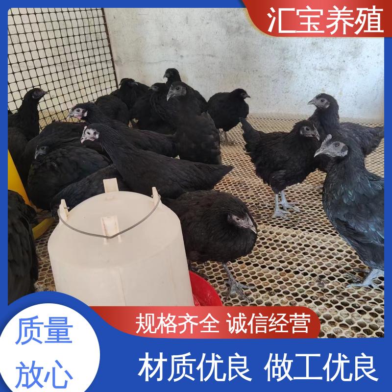  6个月产蛋出栏 珍珠鸡苗 五黑鸡 饲料五谷杂粮 饲养简单