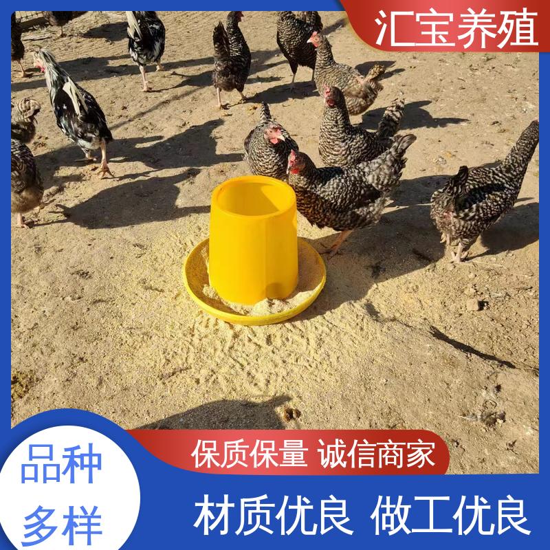 包邮包运输 包回收包健康 婆罗门鸡苗 羽毛鲜亮 