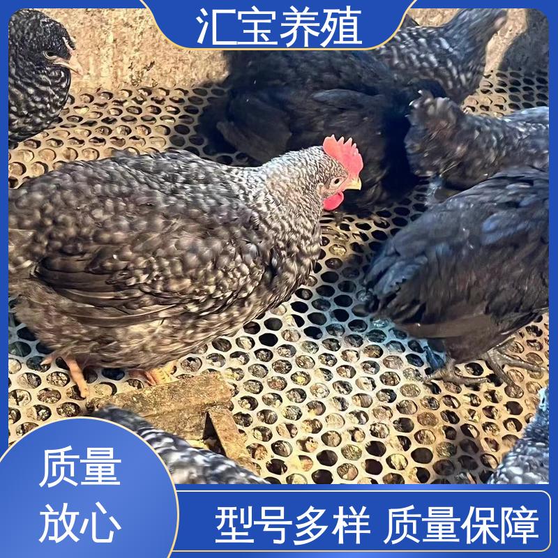 孵化场 芦花鸡苗 火鸡 观赏养殖 做种繁殖 羽毛鲜亮 