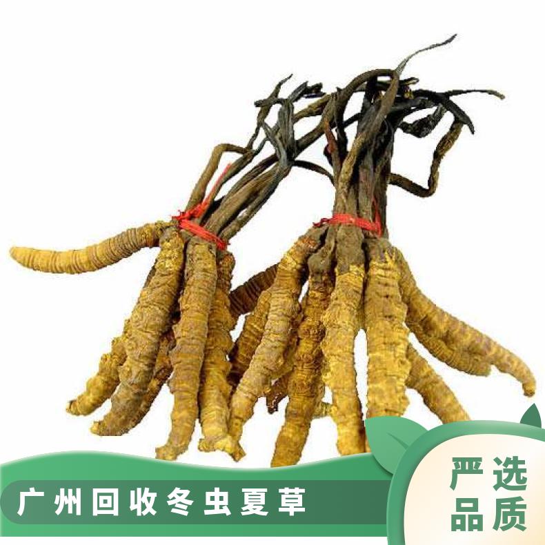 广 州回收冬虫夏草 冷冻 两10000 千克 散装 煎服 干燥