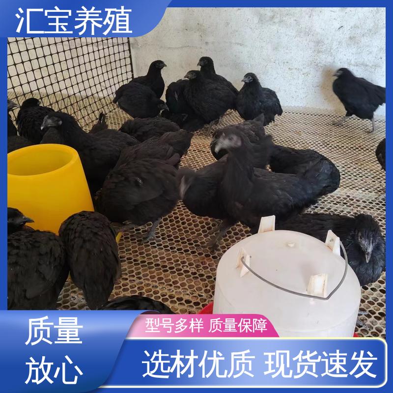 饲料五谷杂粮 包邮包运输 不易生病 七彩山鸡苗 