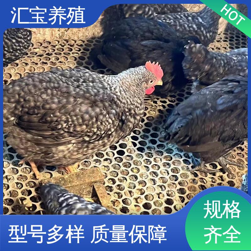 包邮包运输 婆罗门鸡苗 羽毛鲜亮 6个月产蛋出栏 