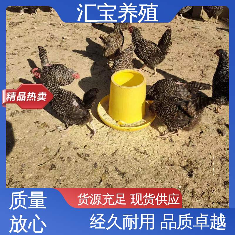 珍珠鸡苗 五黑鸡 包回收包健康 观赏养殖 做种繁殖 羽毛鲜亮 