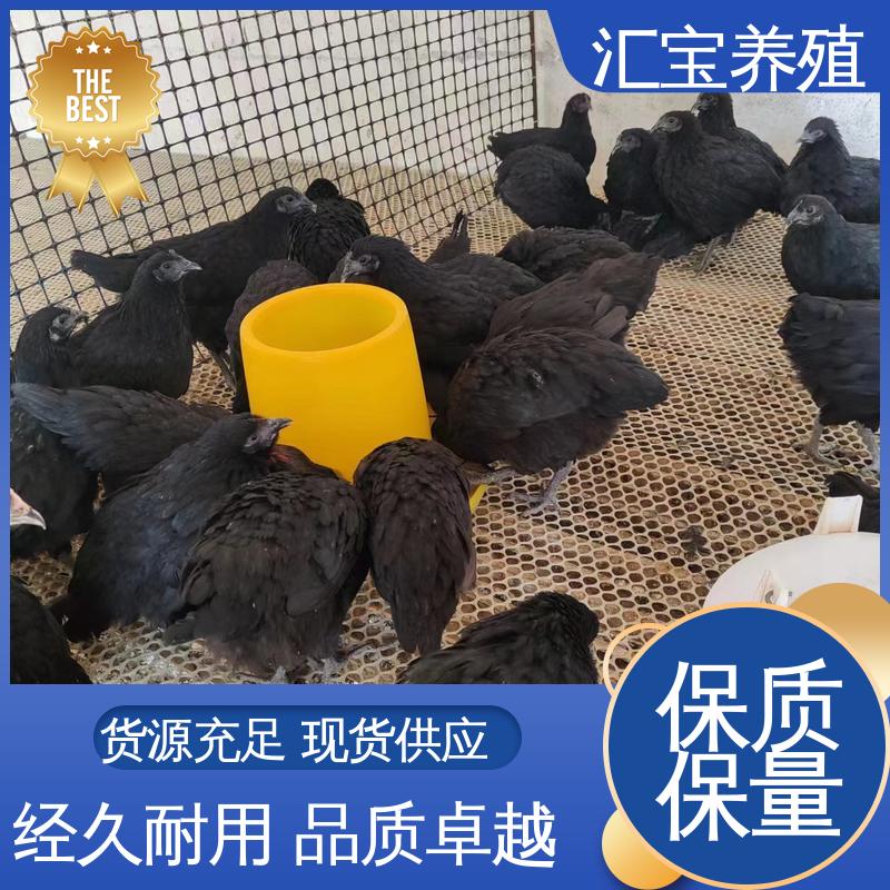 饲料五谷杂粮 观赏养殖 做种繁殖 6个月产蛋出栏 婆罗门鸡苗 