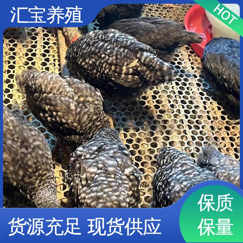  包邮包运输 不易生病 饲料五谷杂粮 大红公鸡苗