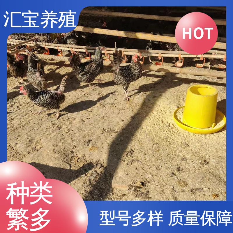  包回收包健康 饲料五谷杂粮 包邮包运输 芦花鸡苗 火鸡