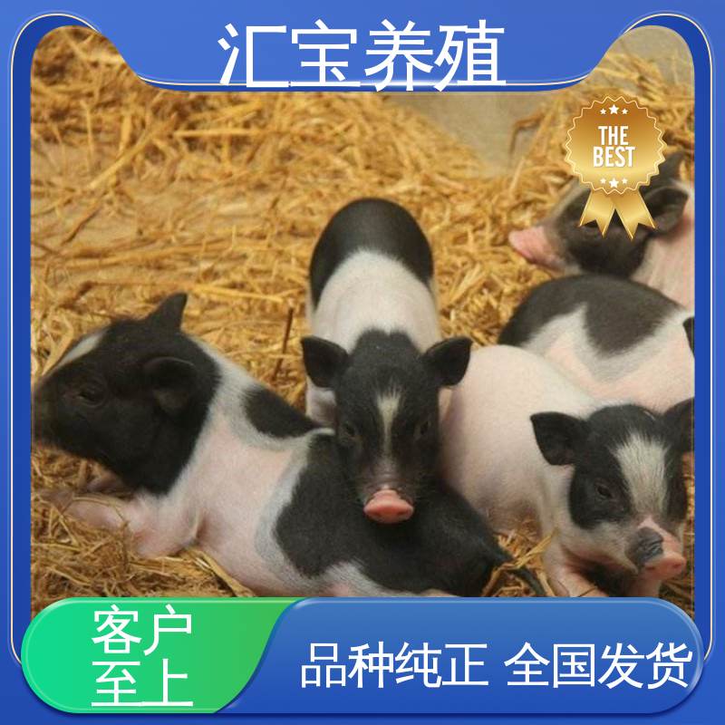 不易生病 允许个人饲养 一只起发 纯种巴马香猪 