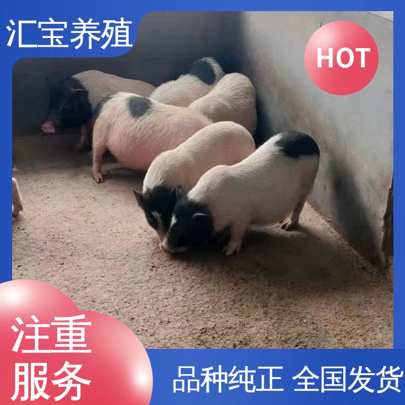  小猪猪 繁殖能力强 娱乐休闲拍照 快速发货 育肥巴马香猪