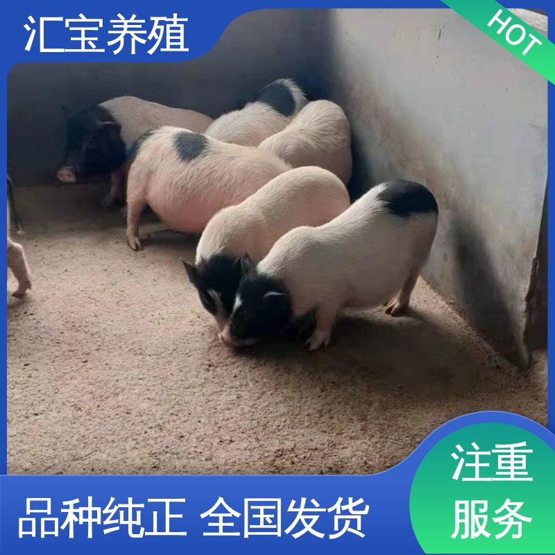 娱乐休闲拍照 迷你巴马香猪 一窝十几头 快速发货 
