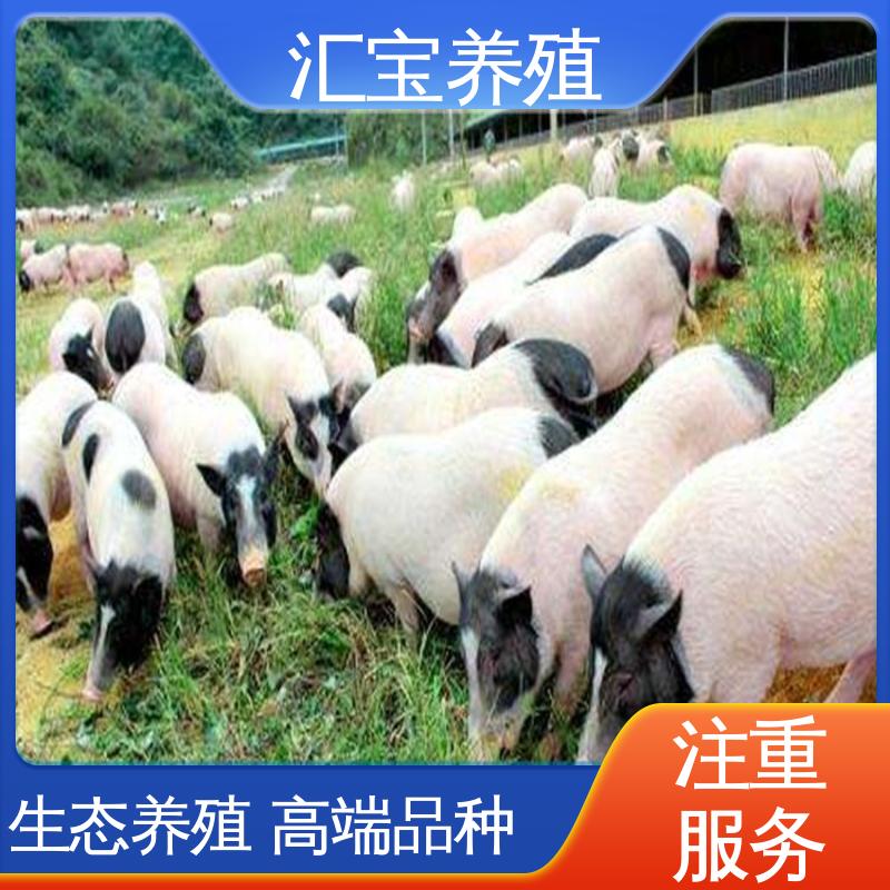  成年大猪出栏 纯种巴马香猪 不易生病 允许个人饲养