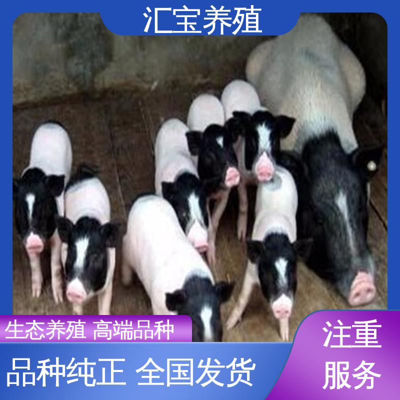  各种水果都可以吃 景区合 育肥巴马香猪 快速发货