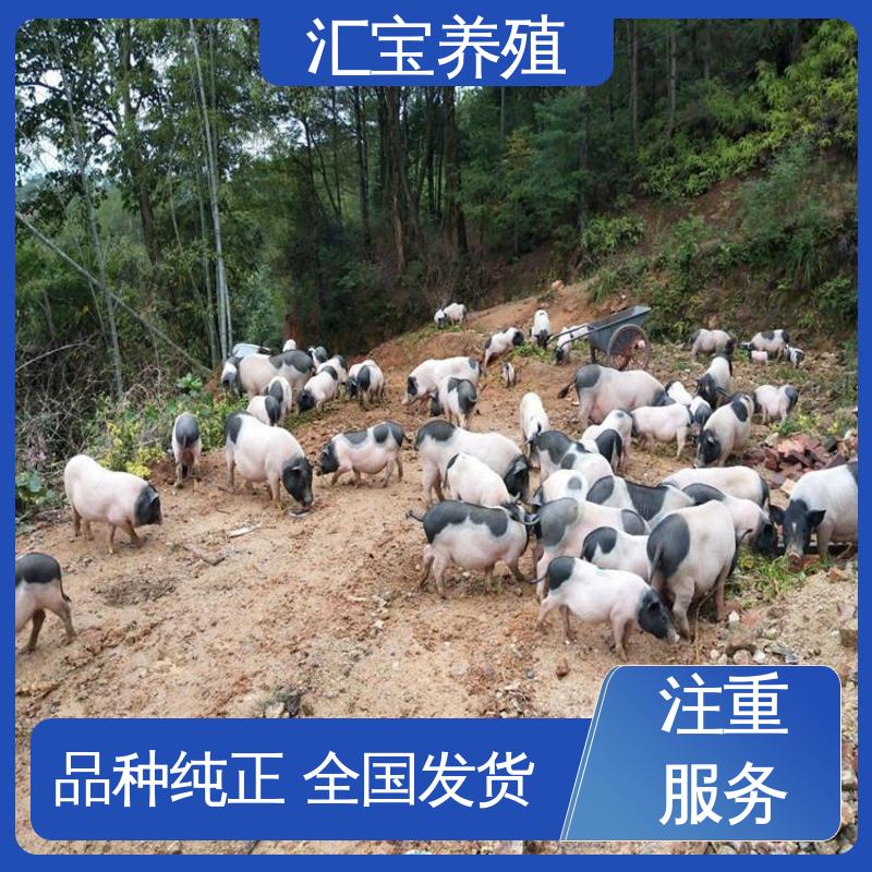 汇宝养殖 上门服务 纯种巴 马香猪 成年大猪均可出栏 厂家直供