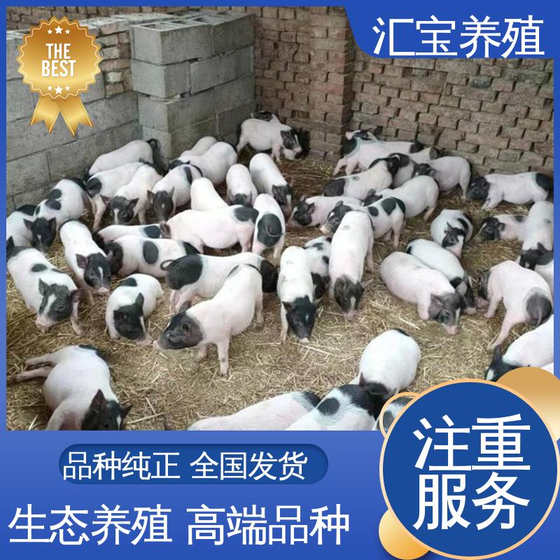 汇宝养殖 温顺可爱 精品小香猪 品种繁多 低成本高回收