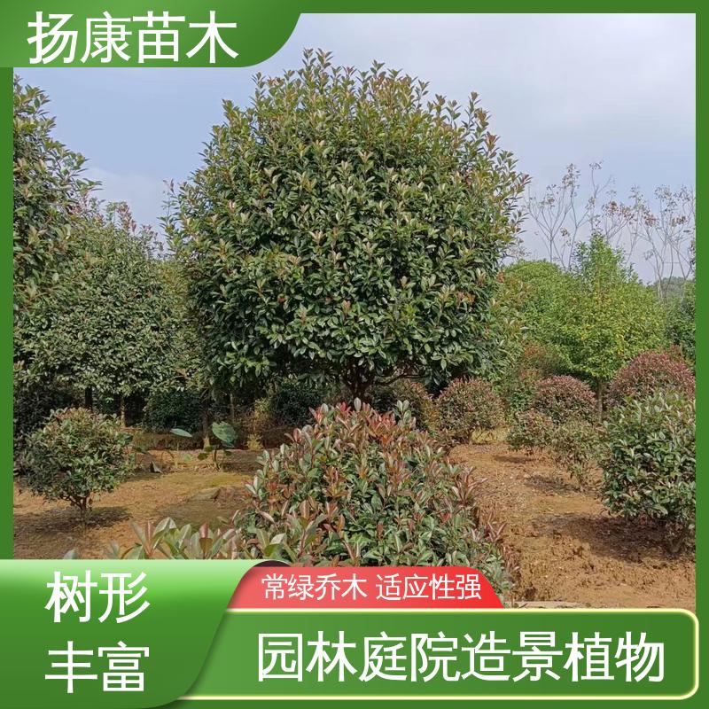 扬康苗木 红叶石楠树 庭院小区绿化造景树 造型优美 易成活