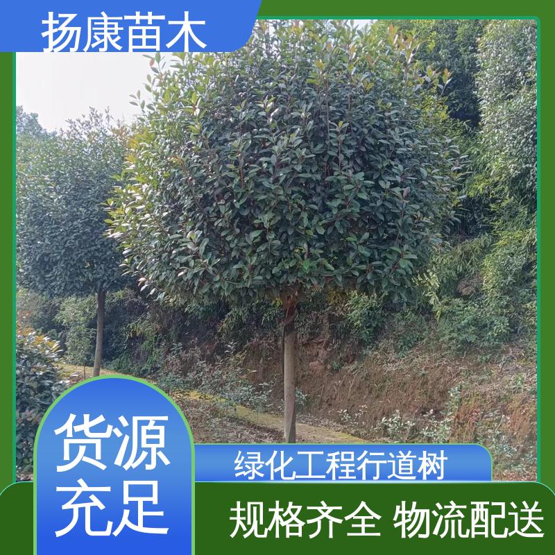 扬康苗木 基地供应 纸石楠球 园林庭院造景植物 枝叶紧密 美丽多姿