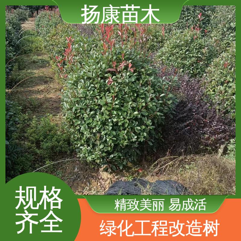 扬康苗木 基地供应 红叶石楠树 绿化工程行道树 造型优美 易成活