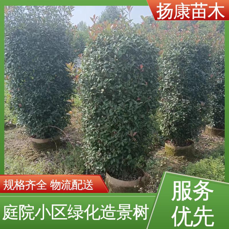 扬康苗木 基地供应 纸石楠球 园林绿化专用树 适用性强 规格齐全