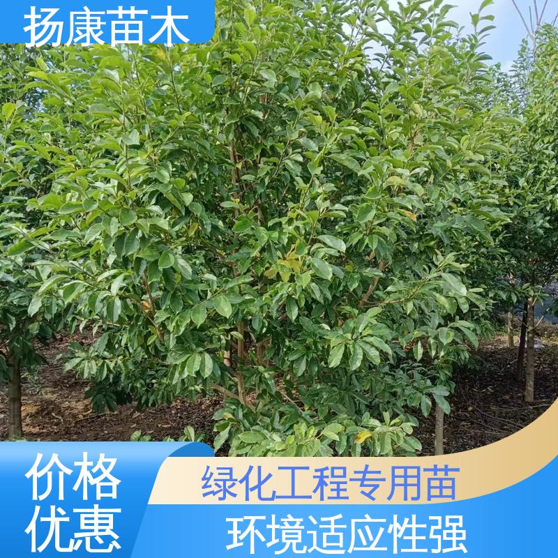 扬康苗木 基地供应 浙 江乐 昌含笑 绿化工程行道树 高成活率 规格齐全