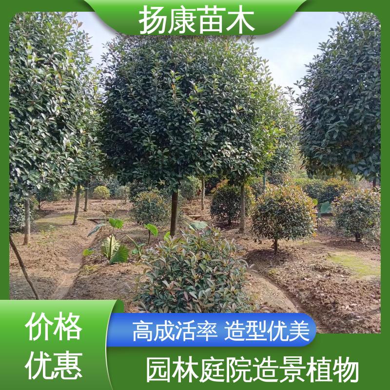 扬康苗木 基地供应 红叶南栓 绿化工程行道树 精致美丽 易成活