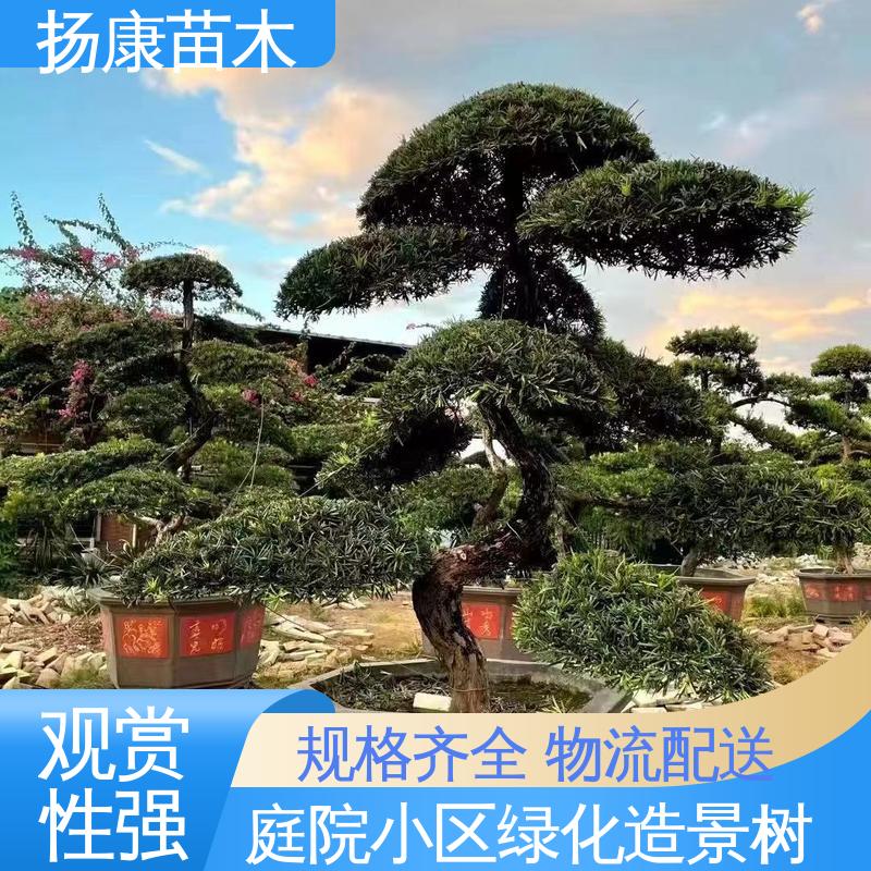 扬康苗木 基地供应 日 本罗汉松 公园景区装饰露地盆栽 高端大气镇宅