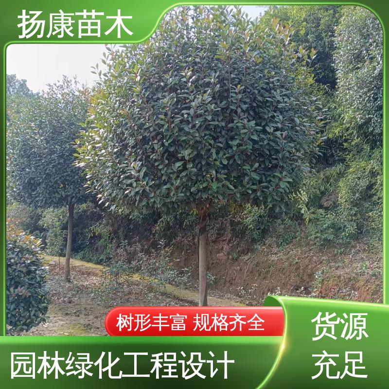 扬康苗木 红叶石楠球 绿化工程行道树 环境适应性强