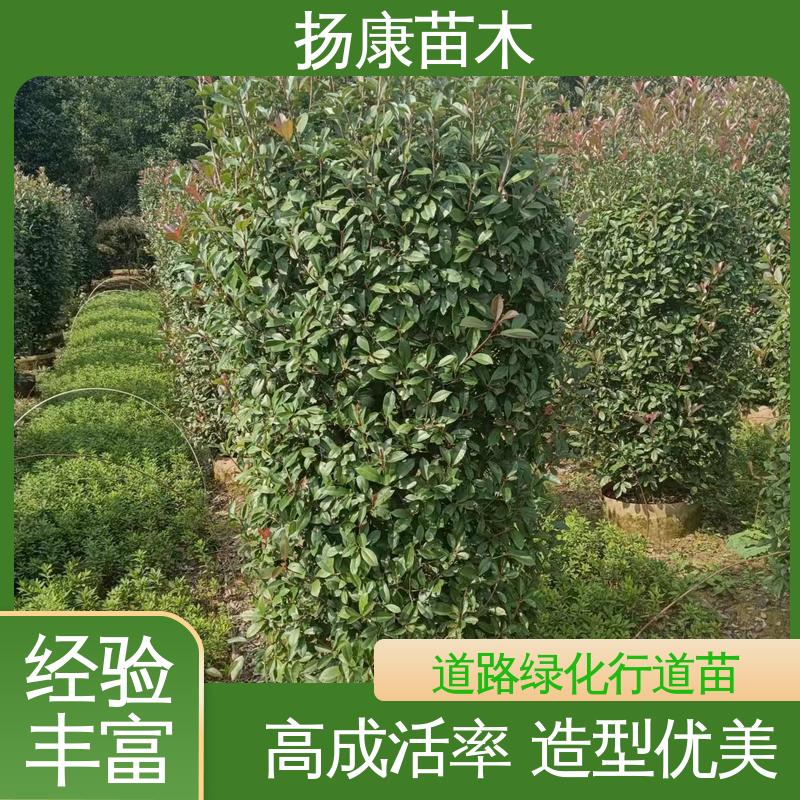 扬康苗木 纸石楠球 绿化工程行道树 环境适应性强