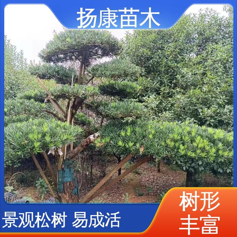 扬康苗木 基地供应 15公分罗汉松 绿化工程行道树 枝叶紧密 美丽多姿
