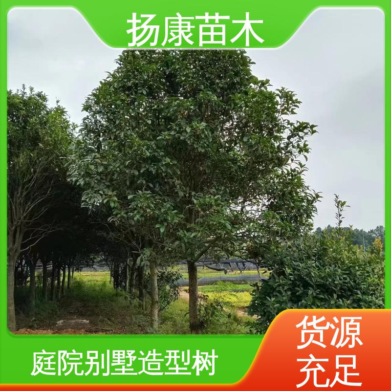 扬康苗木 四季桂 月月桂 园林绿化工程设计 精致美丽 易成活