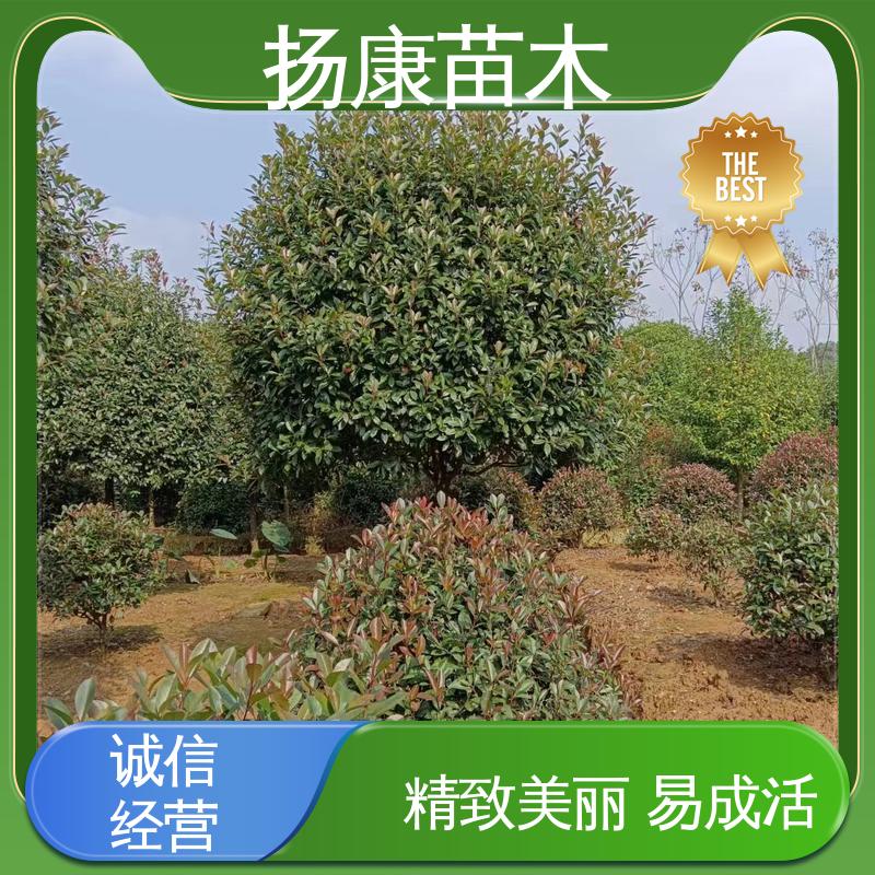 扬康苗木 基地供应 红叶南栓 绿化工程行道树 环境适应性强