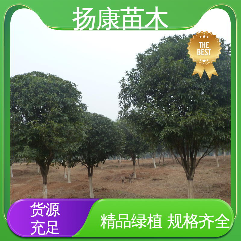 扬康苗木 基地供应 10公分袋 公园景区装饰露地盆栽 适用性强 规格齐全