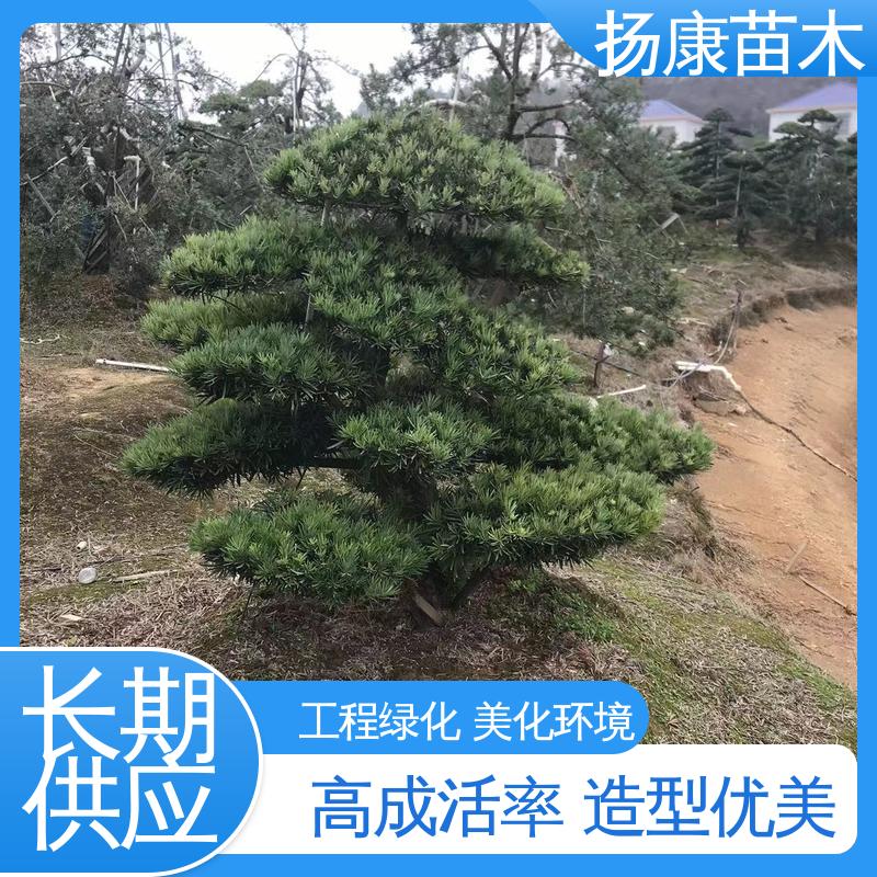 扬康苗木 基地供应 湖 南罗汉松 园林绿化工程设计 枝叶紧密 美丽多姿
