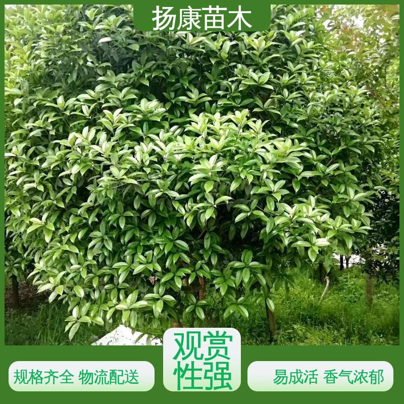 扬康苗木 基地供应 20公分开楼 绿化工程专用苗 精致美丽 易成活