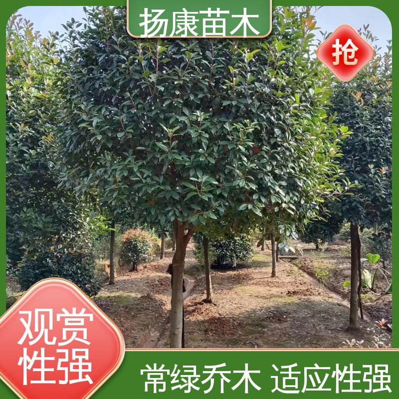 扬康苗木 基地供应 红叶石楠球 绿化工程改造苗 观赏价值高