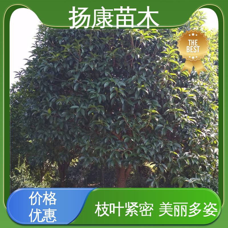 扬康苗木 银柜丹楠 园林绿化工程设计 树形优美 成活率高
